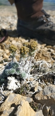 Artemisia senjavinensis