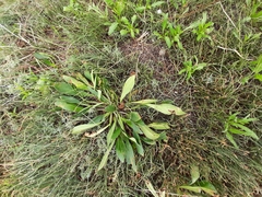 Goniolimon tataricum