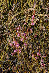 Erica daphniflora