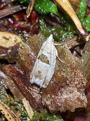 Epinotia ramella