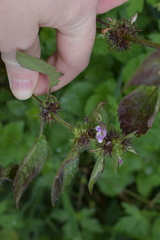 Lamiaceae