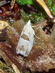 Epinotia ramella