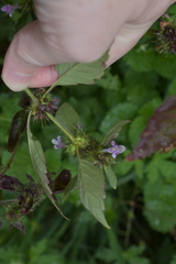 Lamiaceae