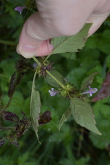 Lamiaceae