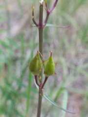 Penstemon barbatus torreyi