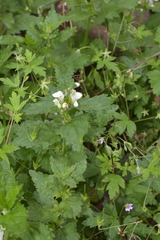 Lamium album