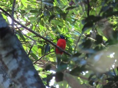 Harpactes duvaucelii