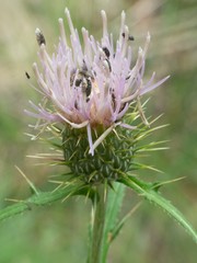 Cirsium wheeleri
