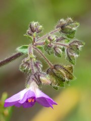 Mirabilis melanotricha
