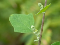 Chenopodium fremontii