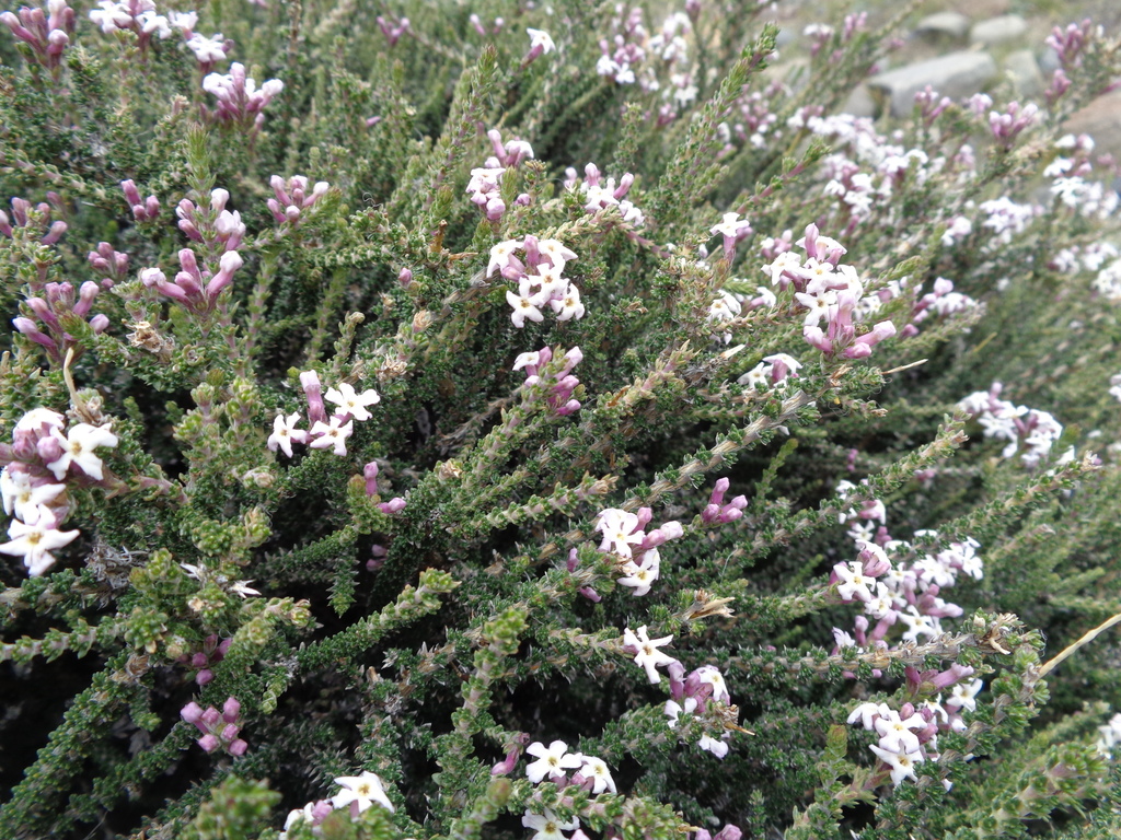 Mulguraea tridens