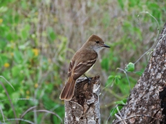 Myiarchus magnirostris