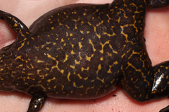Xenopus gilli
