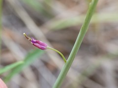 Pennellia longifolia
