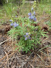 Lupinus hillii