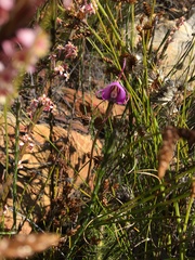 Disperis capensis