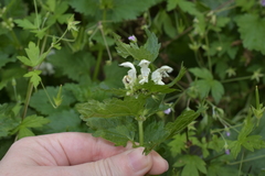 Lamium album