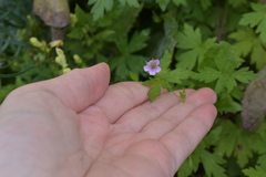 Geranium sibiricum