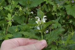 Lamium album