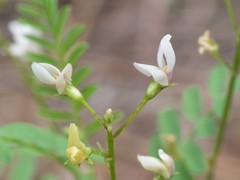 Astragalus rusbyi
