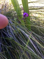 Disperis capensis