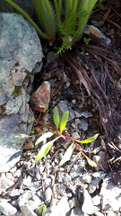 Claytonia multiscapa pacifica