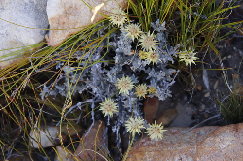 Image of Syncarpha flava by (c) Tony Rebelo, some rights reserved (CC BY-SA)