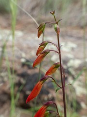 Penstemon barbatus torreyi