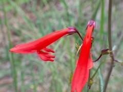 Penstemon barbatus torreyi