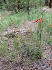 Penstemon barbatus torreyi