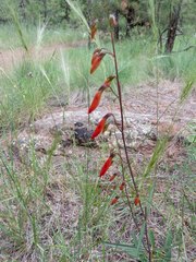 Penstemon barbatus torreyi