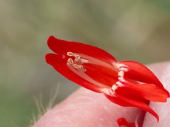 Penstemon barbatus torreyi