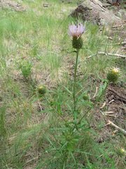 Cirsium wheeleri