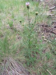 Cirsium wheeleri