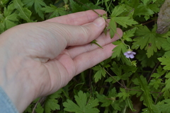 Geranium sibiricum