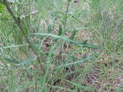 Cirsium wheeleri
