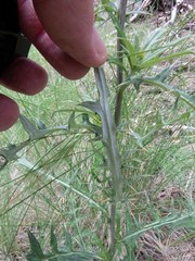 Cirsium wheeleri
