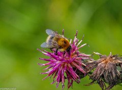 Bombus modestus