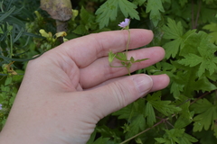Geranium sibiricum