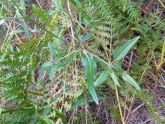 Mirabilis melanotricha