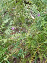 Mirabilis melanotricha