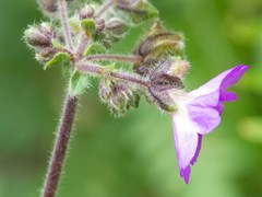 Mirabilis melanotricha