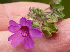 Mirabilis melanotricha