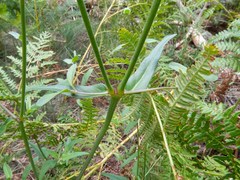 Mirabilis melanotricha