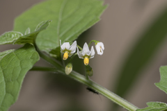 Solanum nigrum