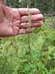 Chenopodium fremontii