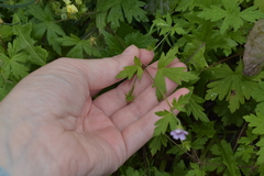 Geranium sibiricum