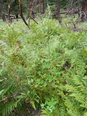 Chenopodium fremontii