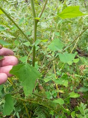 Chenopodium fremontii
