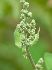 Chenopodium fremontii